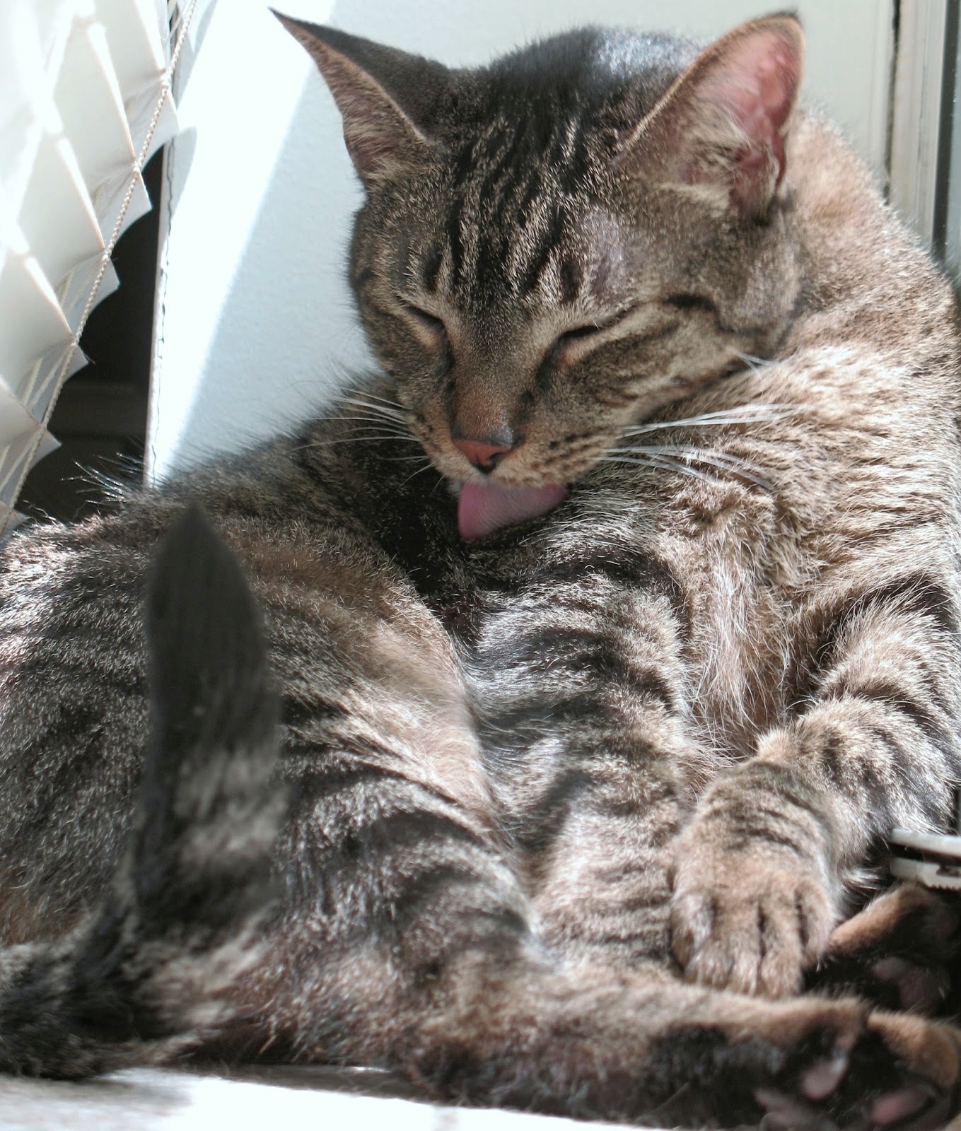 Do cats need human interaction or are they completely fine on their own