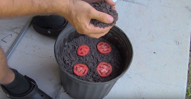 The Easiest Way To Grow Tomato Seedlings