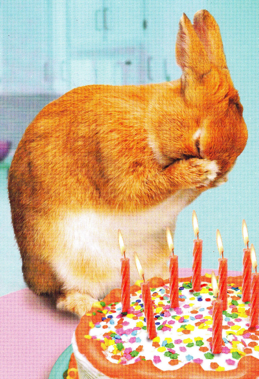 Rabbit Ramblings: More funny bunny birthday cards