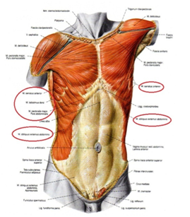 M obliquus externus abdominis