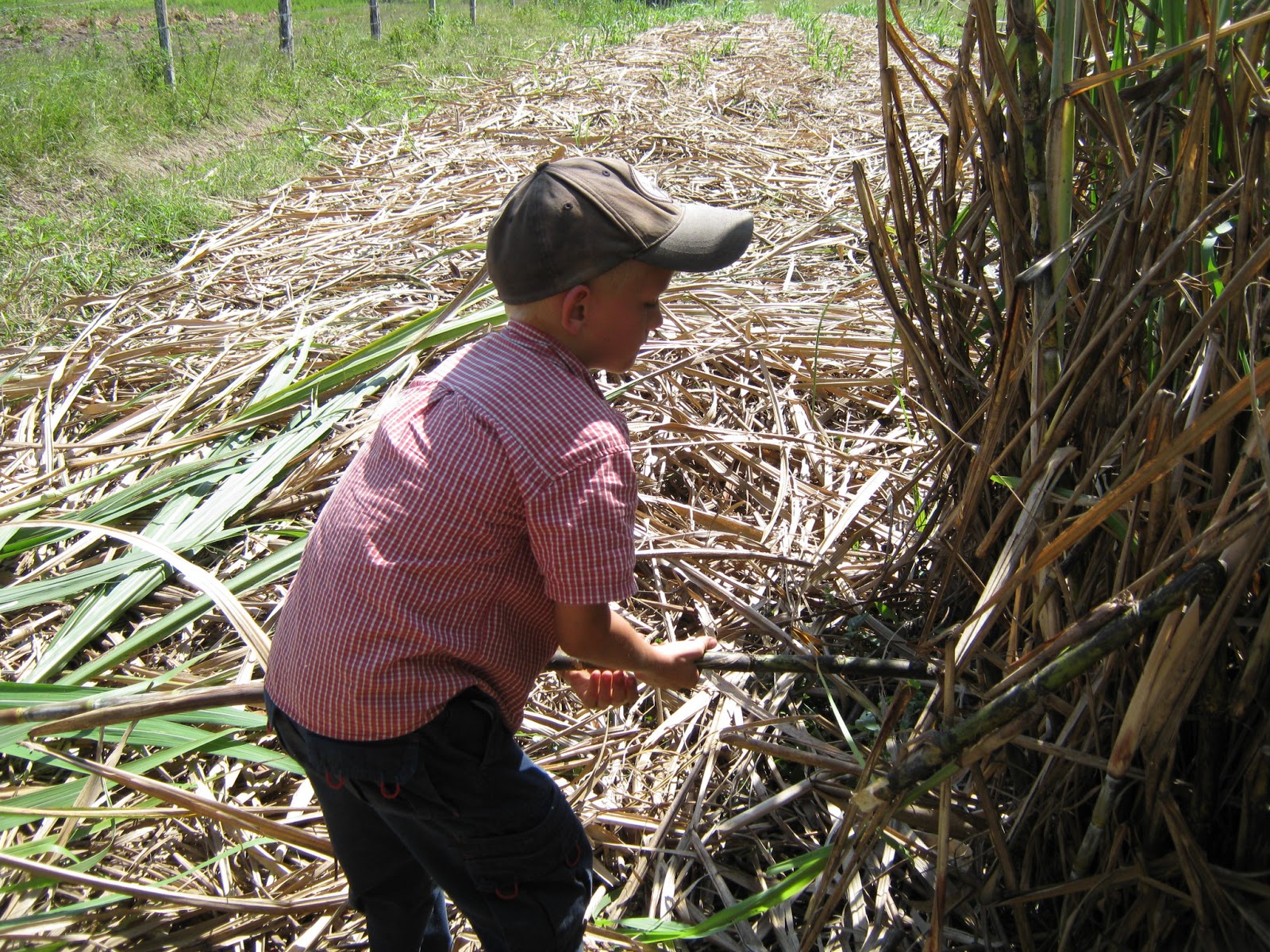 Pioneer Home: Making sugar cane syrup, the old-fashioned way