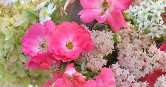 Three Dogs In A Garden The New Dwarf Hydrangeas