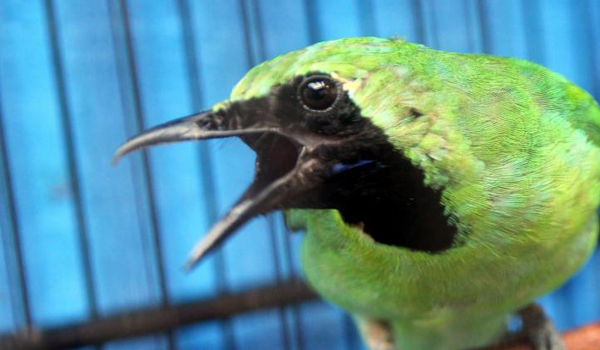 burung cucak ijo over birahi