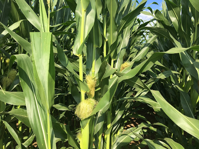 corn in silking stage