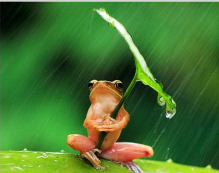 Katak Ini Pakai 'Payung' Saat Hujan - Berita-English