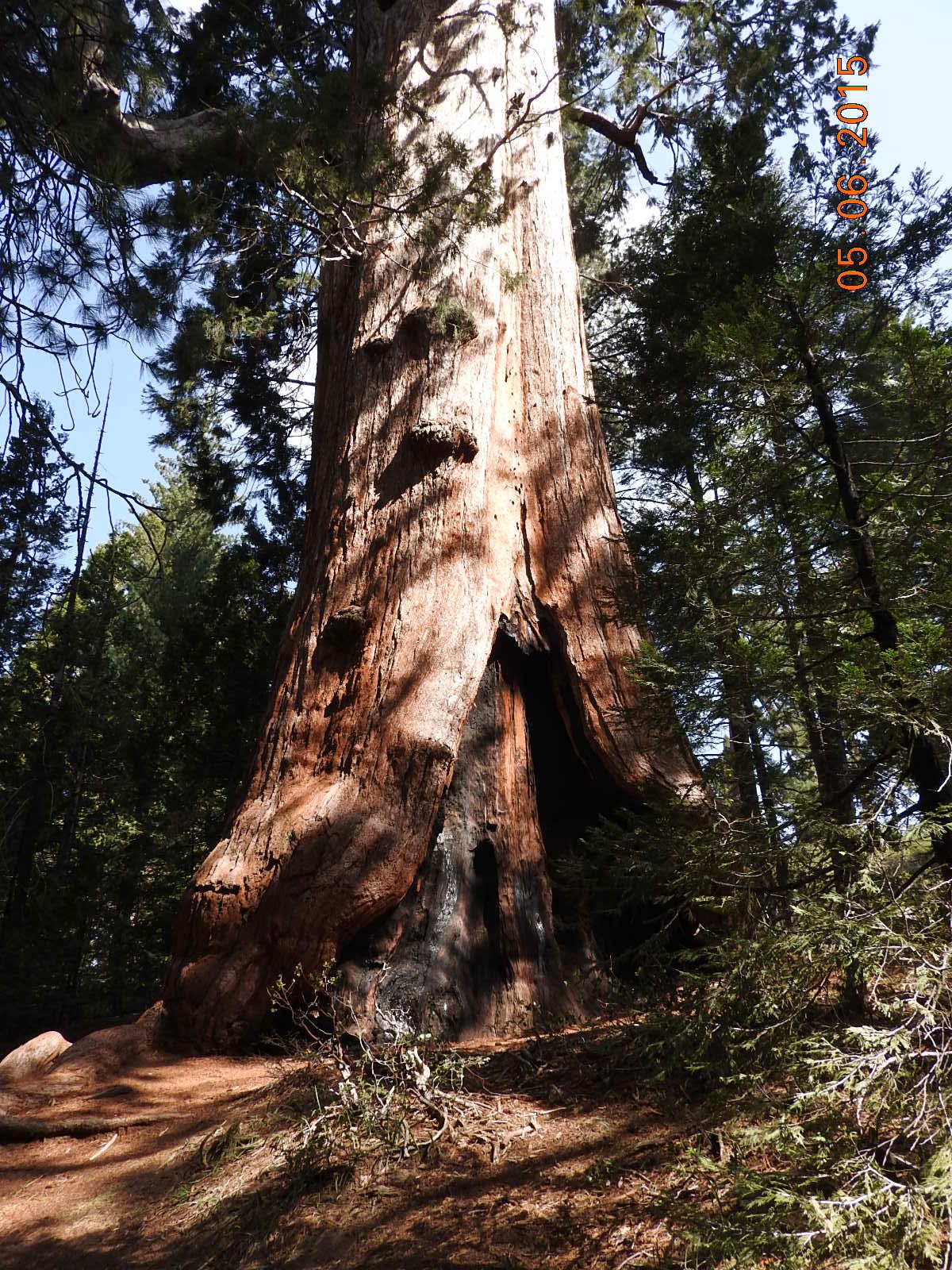 Texas Gypsies The Big Stump of the Mark Twain tree and other Sequoia