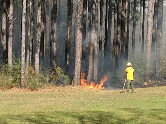 controlled burning