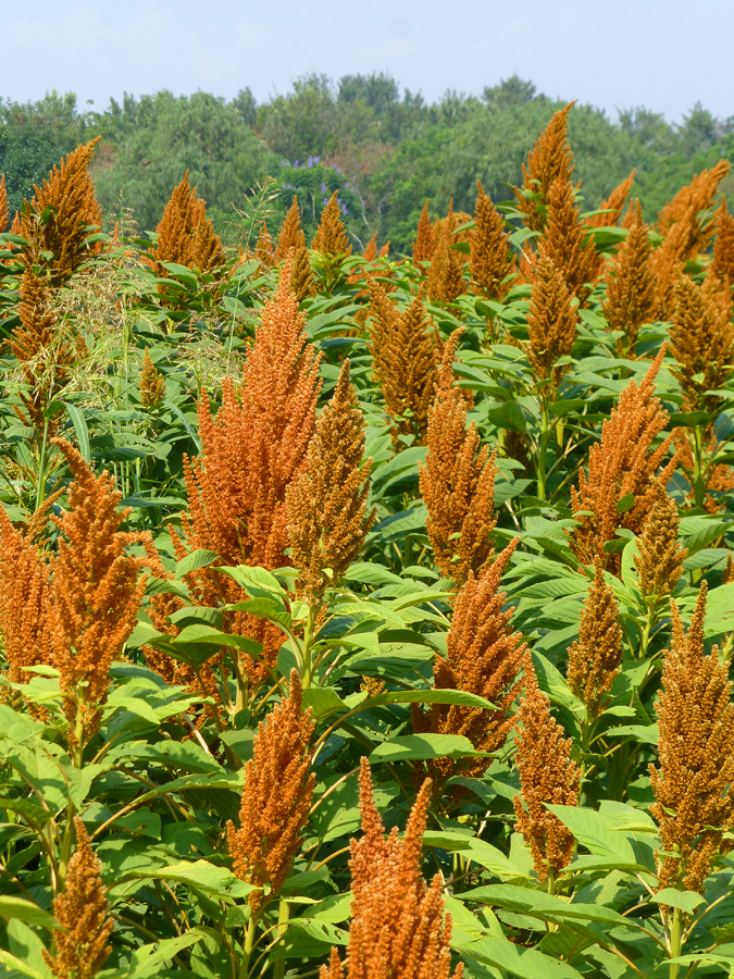 OaxacaThe Year After Amaranth Prehispanic Grain