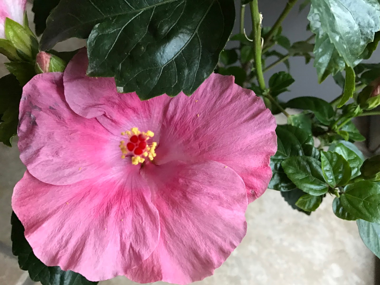 The winter hibiscus essay image