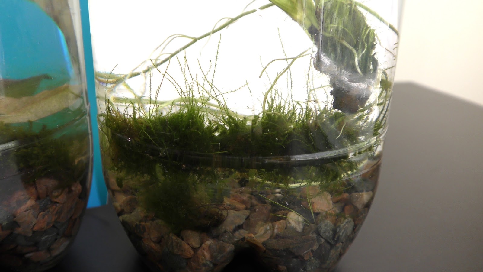 Random Bits Land Moss in Aquarium