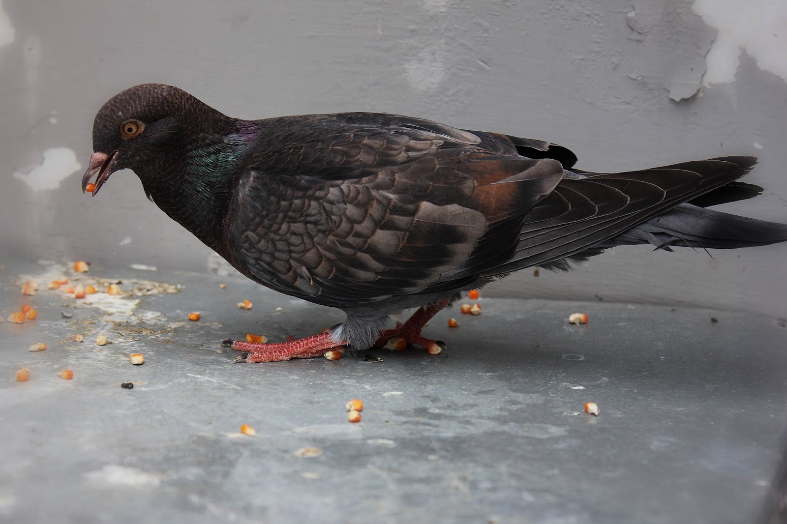 camperenik project KARAKTER MERPATI BALAP DARI SEGI WARNA BULU