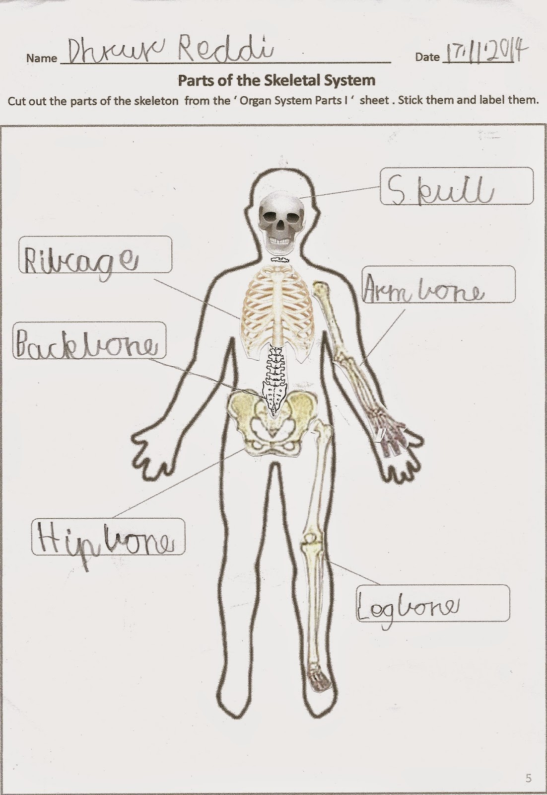 Happy Learners Human Body Organ Systems