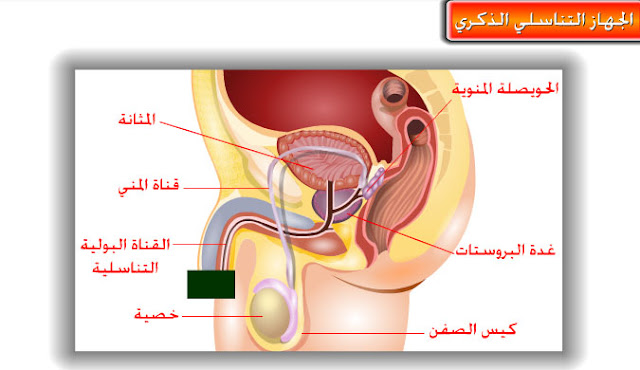 ورقة عمل علوم الجهاز التناسلي الذكري ورقة عمل علوم الجهاز التناسلي الذكري