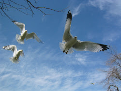 birds bird flight seagulls wallpapers flying seagull rainbow geographic canada national lorikeet border desktop animals flowers pink geese wallpapersafari lovely