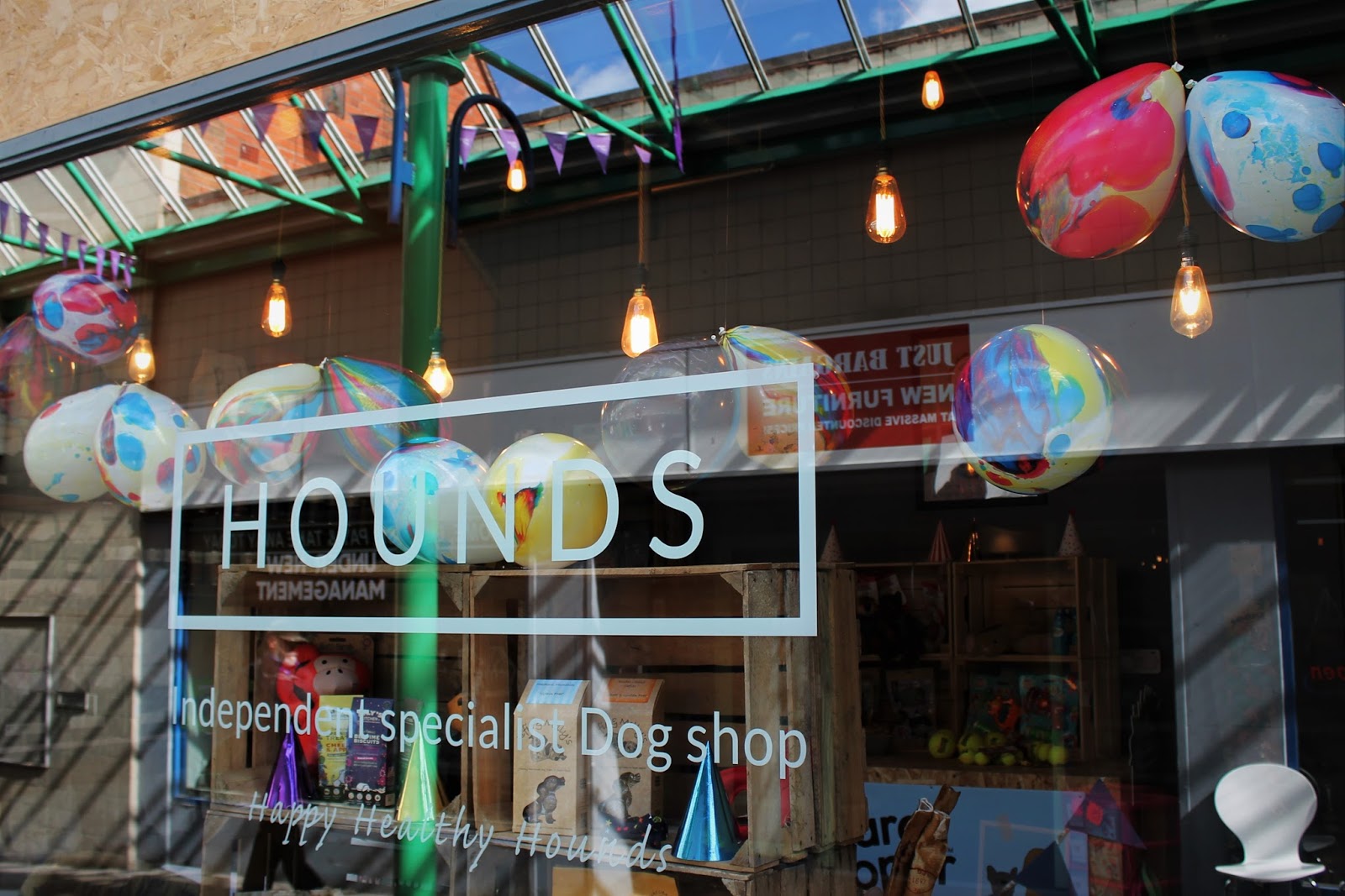 Hounds NewcastleUnderLyme Staffordshire Paws across Britain