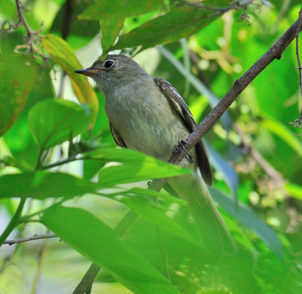 Aves de Jaú guaracavadebicocurto