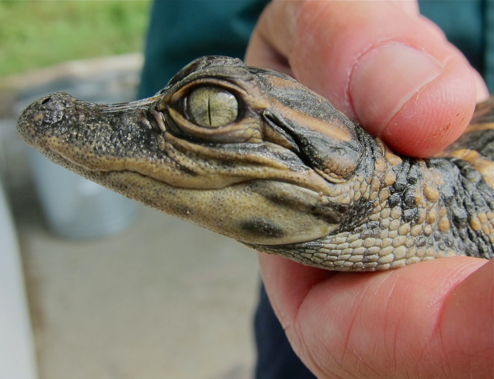 Robert Garcia 2D And 3D Art Baby Alligator Head