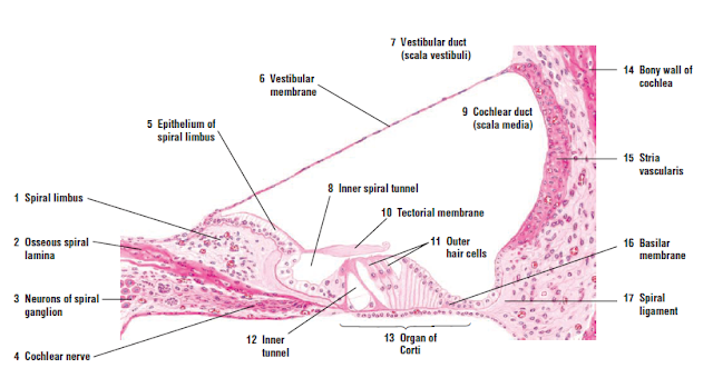 Ear ear hair cell diagram labeled 