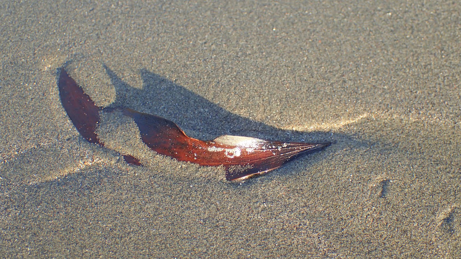 Leaf on beach, late afternoon