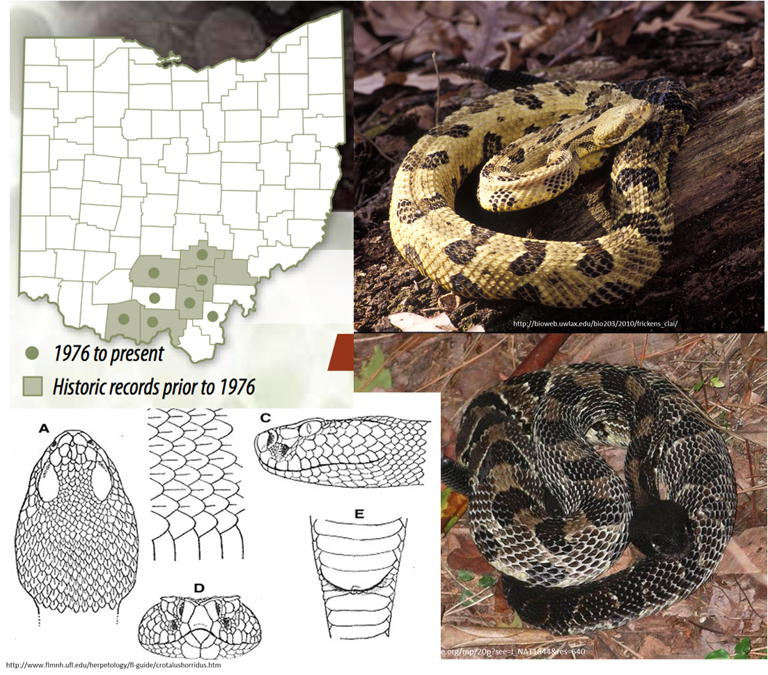 Biology of the Reptilia Reptiles of Ohio