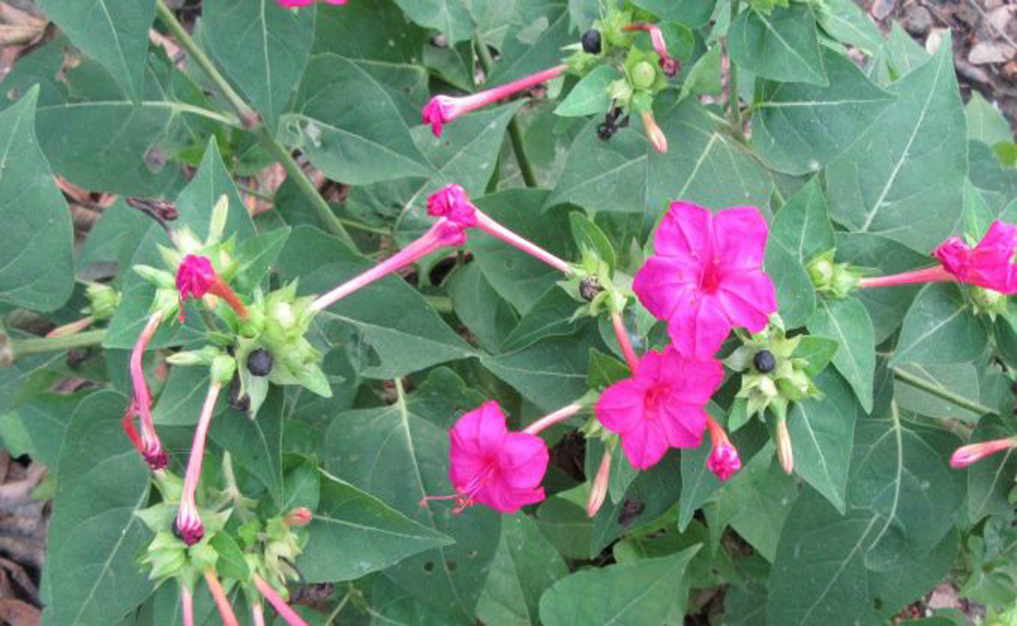 Kreasi Usaha Manfaat Tanaman Bunga Pukul Empat Sebagai Pestisida Nabati Garda Remaja