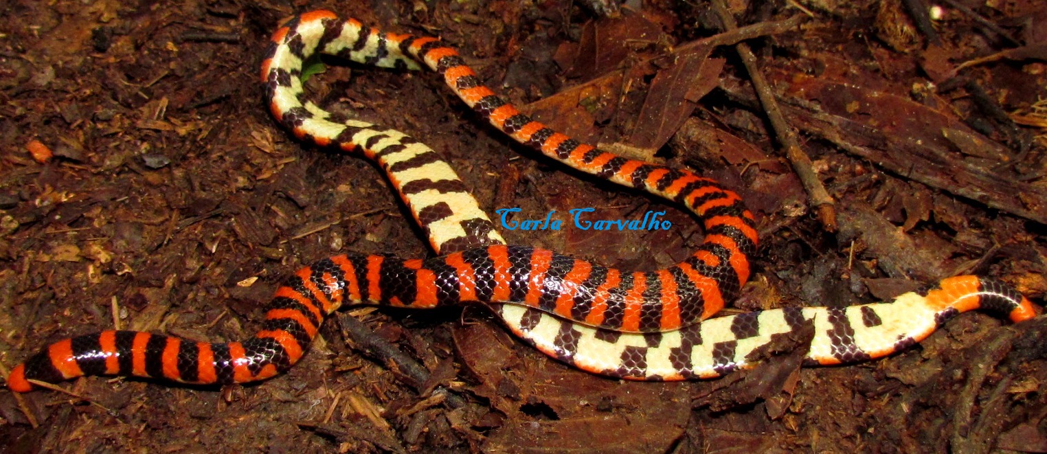 BIOSERPENTEIA Anilius scytale