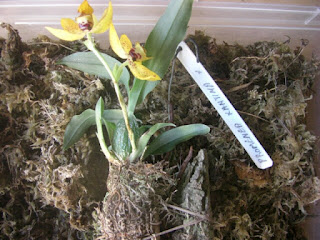 orquidea promenaea xhantina promenaea xhantina