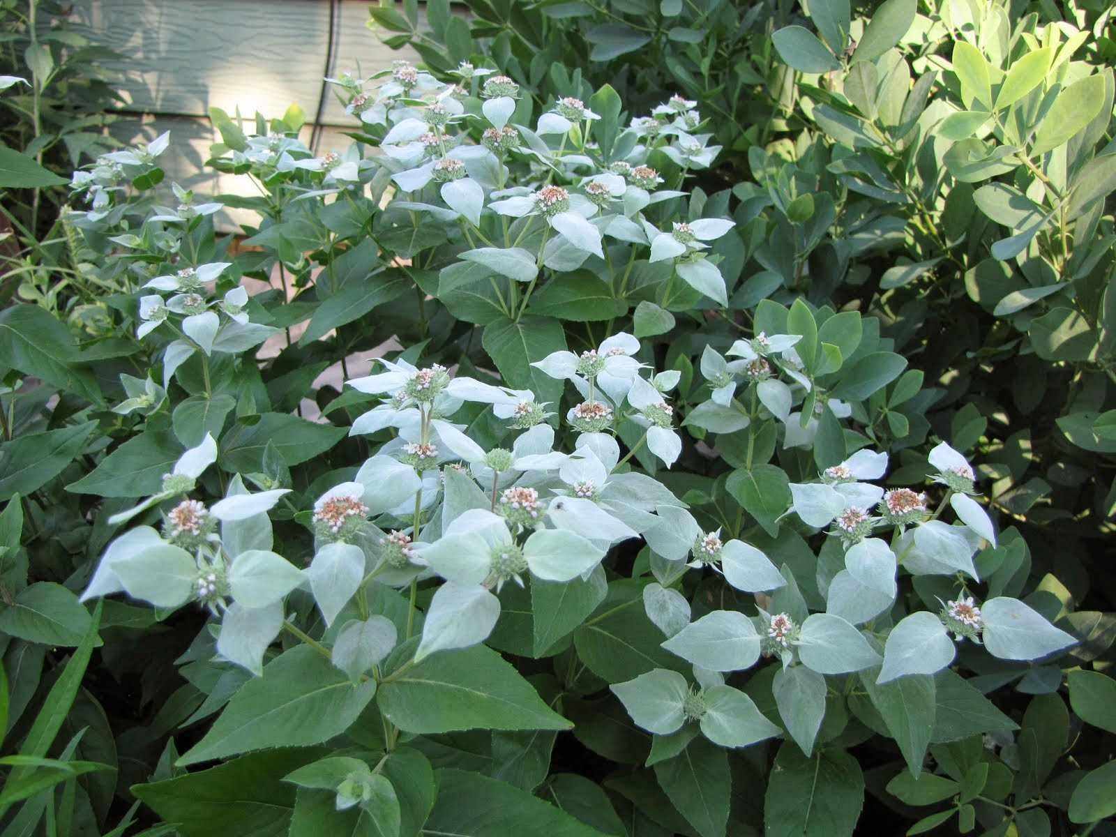 Short-toothed mountain mint