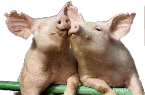 Resultado de imagen para enamorados humor gif