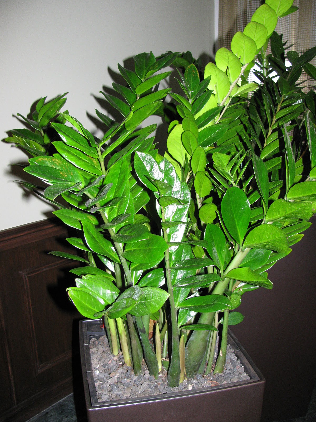 Zamioculcas Zamioculcas