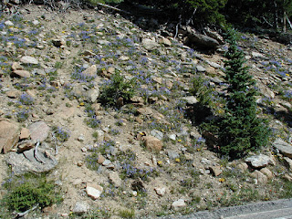 Wild flowers along roadside of Trail Ridge Road.