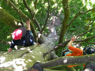 lebensraum tree climbing