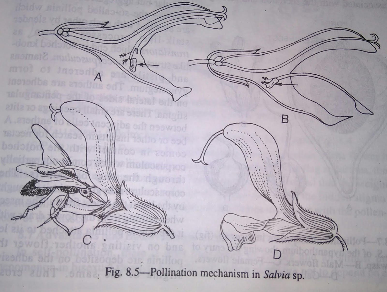 Pollination Mechanisms in (a) Salvia, (b) Calotropis, (c) Ficus, (d