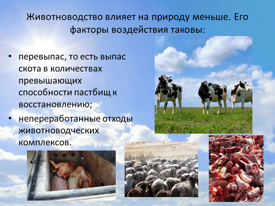 Современное состояние животноводства. Влияние животноводства на экологию. География размещения животноводства. Математика в животноводстве в современном мире. Проблемы современного животноводства.
