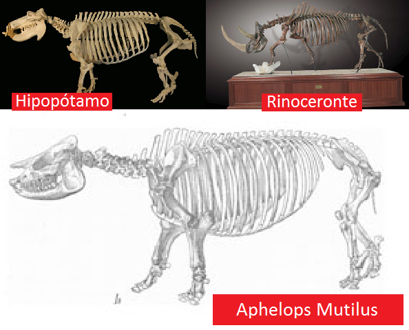 Animales prehistóricos: APHELOPS MUTILUS
