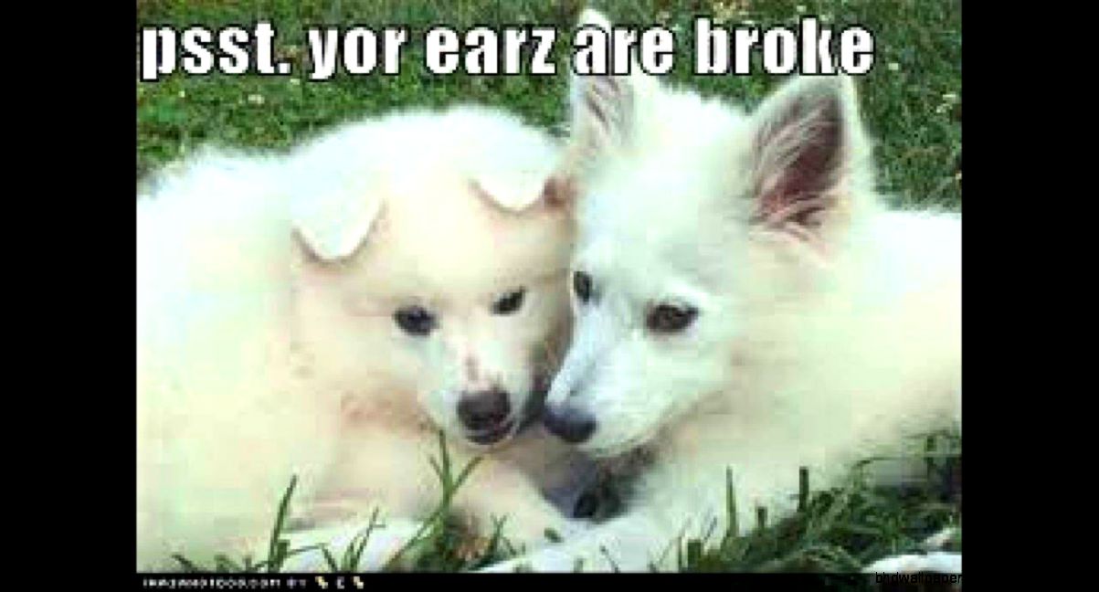 Cute animals saying funny things  Hope you like it   YouTube