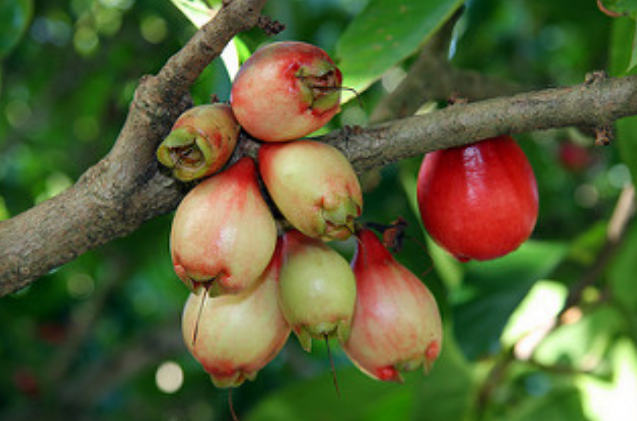 Syzygium Malaccense, Makopa, Mountain Apple, Jambu Bol, Malay Rose