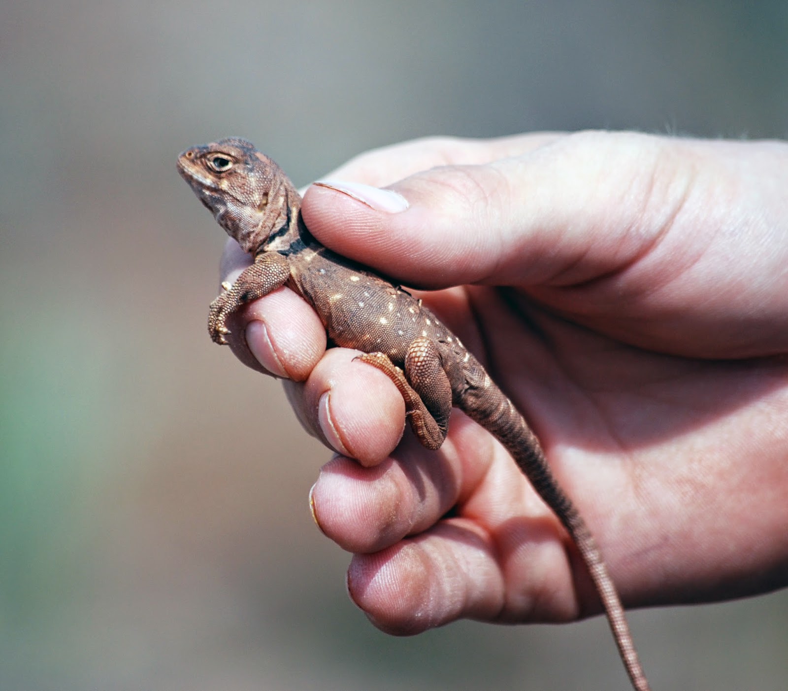 Chasing 1000 Species Barber County, Kansas