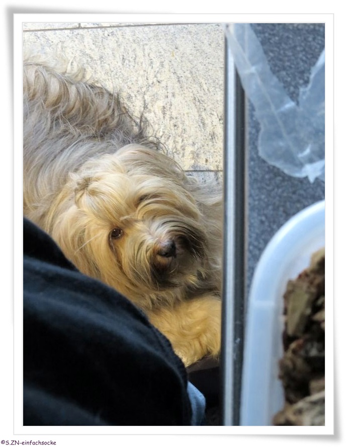 [Hundeblog] Einfach Socke Stöckchen gefangen&hellip;.