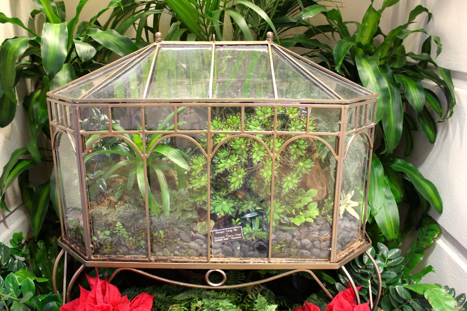 In and Out of My Garden Obsessed With Wardian Cases