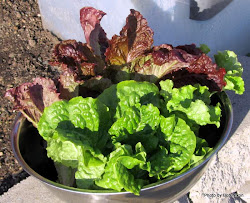 ice lettuce velvet harvest slush becomes mini fails greenhouse last