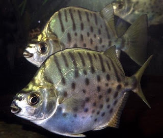 40 jenis Ikan hias air tawar yang banyak dipelihara di Indonesia scatophagus