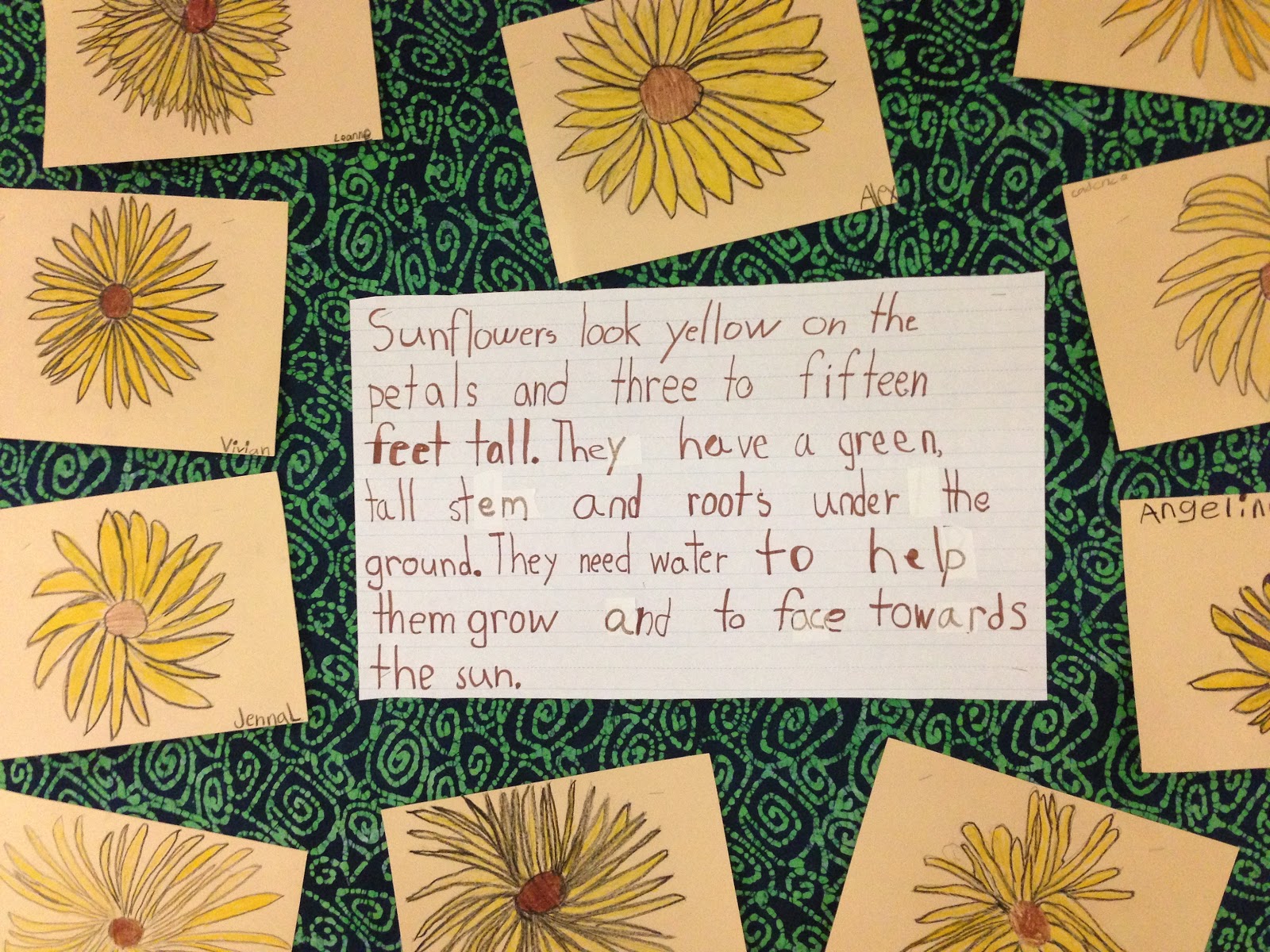 Blackboard An Elementary Education Blog Sunflowers Writing