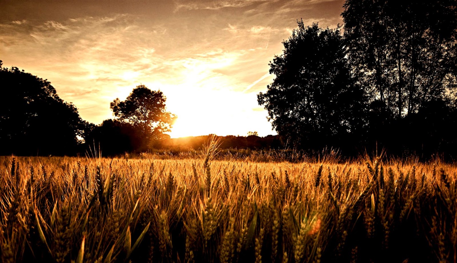 Wheatfield Sunset