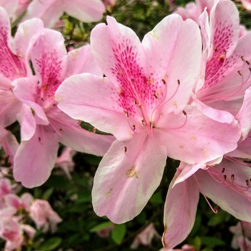 Why You Need To Be Planting Camellias In Your Garden