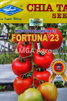 jual benih tomat fortuna 23,benih tomat fortuna 23,tomat fortuna 23,budidaya tomat,tanaman tomat,benih tomat,lmga agro