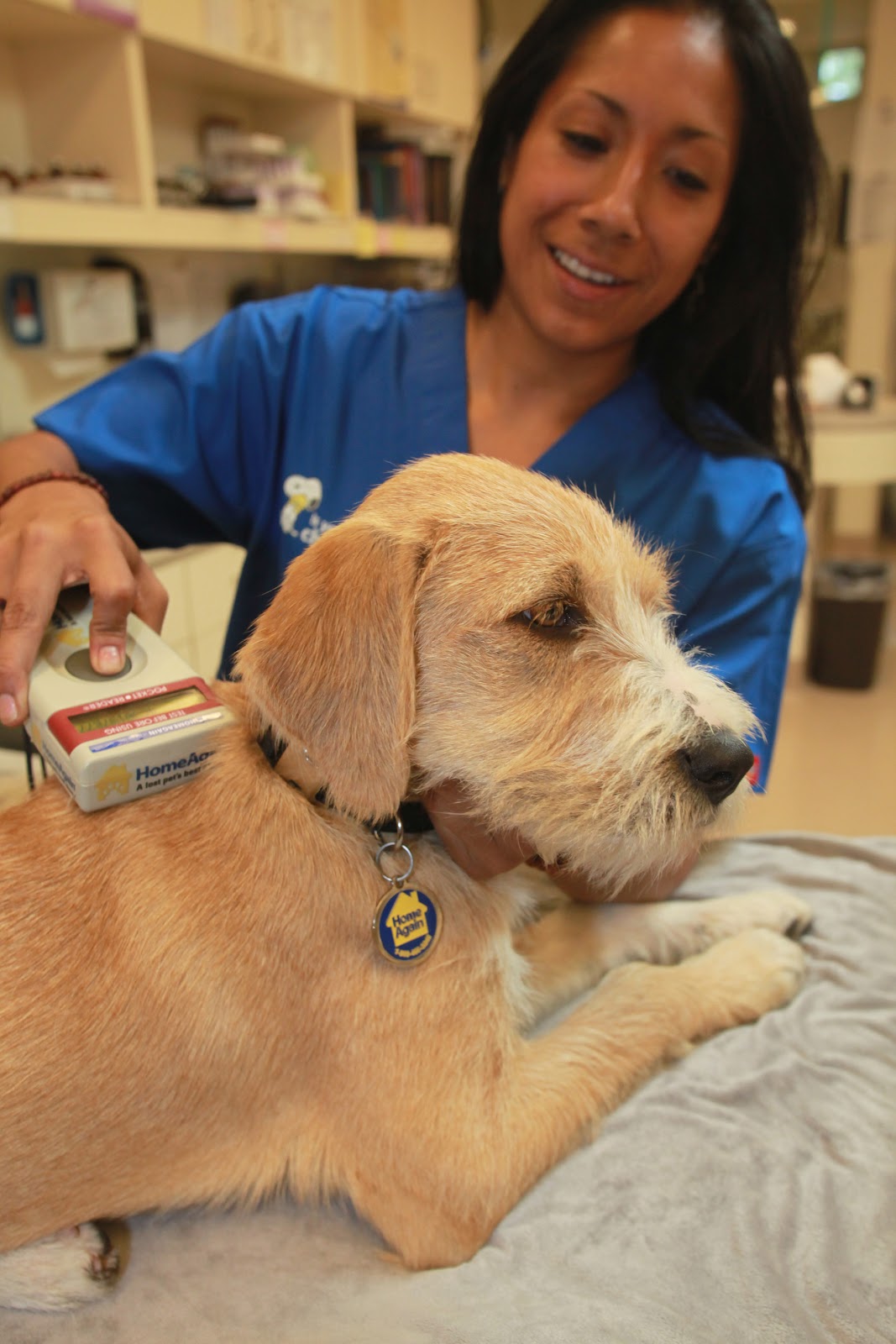 HomeAgain Pet Recovery MomsBestOf