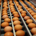 Tentang Kami : Distributor Telur Makassar dan Supplier Telur di Makassar untuk Usaha Agen Telur, atau Grosir Telur Ayam