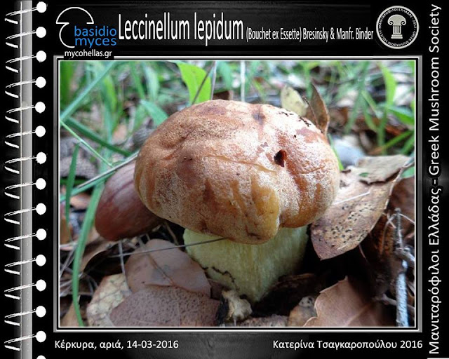 Leccinellum lepidum (Bouchet ex Essette) Bresinsky & Manfr. Binder
