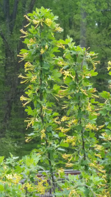 Growing With Plants June 2011